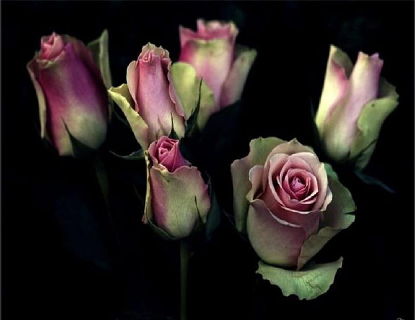Отваряне към света, розово, черно, пъпки, рози, красиво, романтично HD тапет