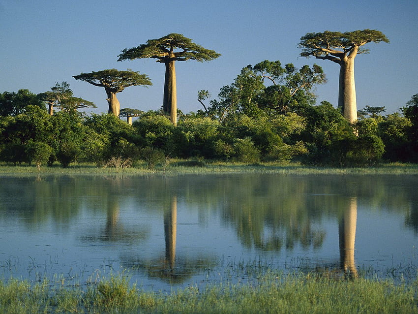 Nature, Water, Trees, Madagascar, Shore, Bank, Baobab, Baobabs HD wallpaper