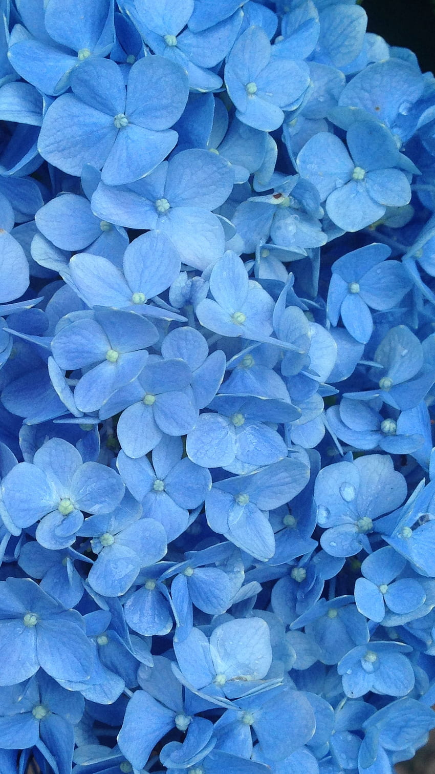 Couleur bleue, fleurs de couleur bleue, fleurs bleues Fond d'écran de téléphone HD