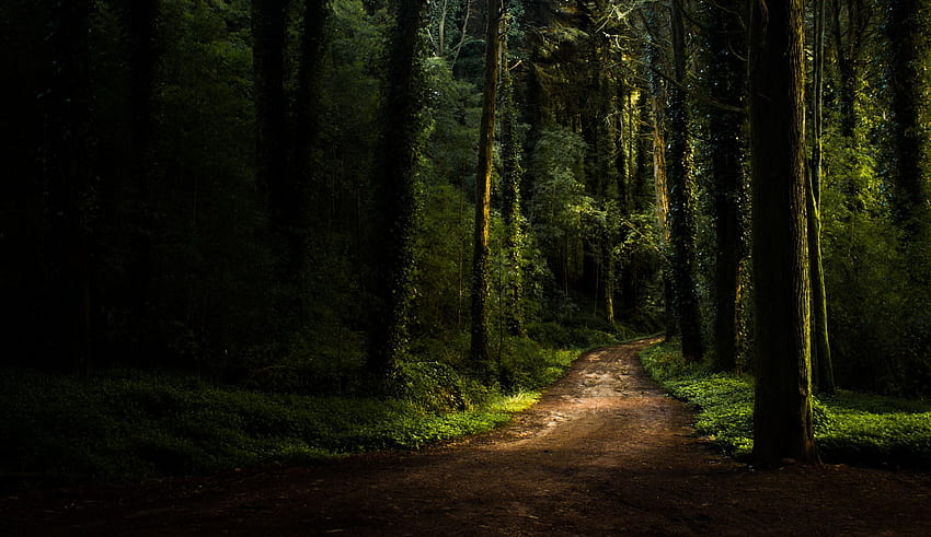 Camino forestal de verano. fondo de pantalla