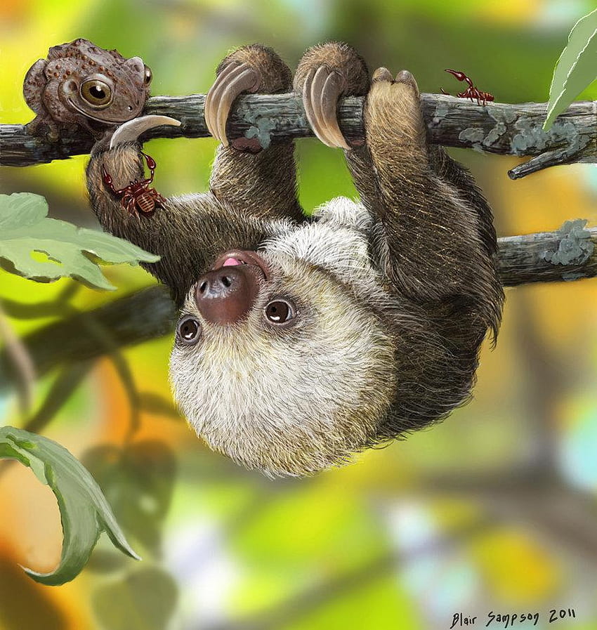 Baby Sloth HD phone wallpaper