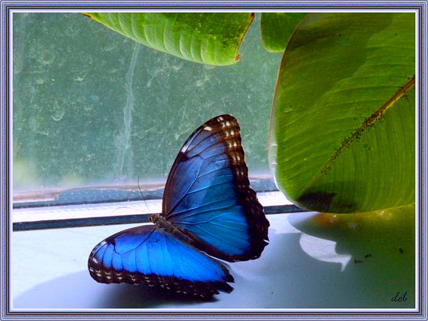 On the ledge, plant, blue and black, butterfly, morpho, window ledge HD wallpaper