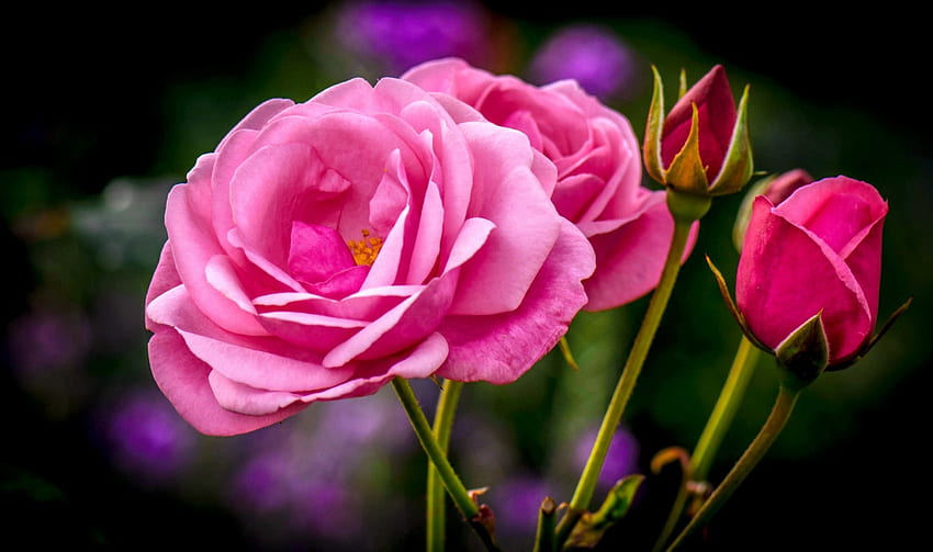 Pink roses, buds, roses, garden, beautiful, fragrance, pink, pretty, scent, lovely HD wallpaper