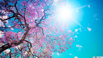 100 Spring HD Wallpapers and Backgrounds