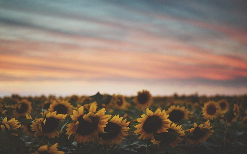 Laptop Sunflower Tumblr, Sunflower Sunset HD wallpaper