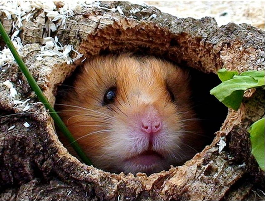 Hamster dalam batang kayu, hewan, batang kayu berongga, hamster, hewan peliharaan Wallpaper HD