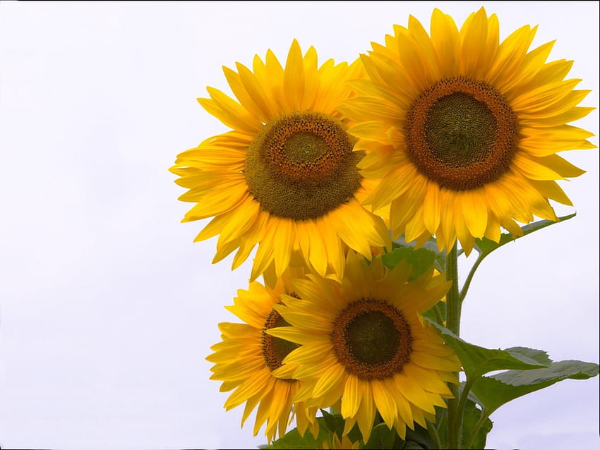 *** Wunderbare Sonnenblumen ***, natura, sloneczniki, cudowne, kwiaty HD-Hintergrundbild