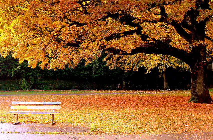 Herbst, Bank, Natur, Baum HD-Hintergrundbild