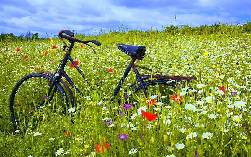 Bicycle, landscapes, bicycles, fields, beautiful, flowers HD wallpaper