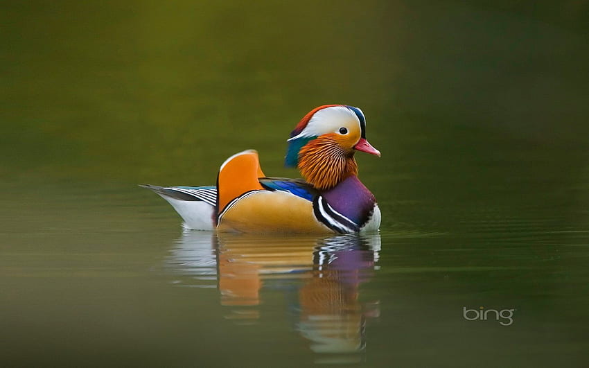 Love in the Mandarin Duck bird 18529 - Animal, Waterfowl HD wallpaper