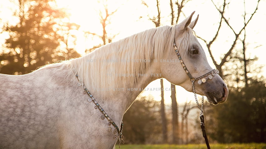 dapple gray arabian horses animals, Dapple Gray Horse HD wallpaper