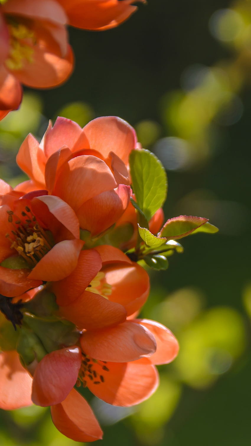 Spring Flower Tree Orange Nature HD phone wallpaper