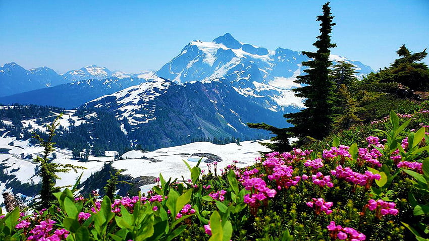 Mount Shuksan, Washington, wildflowers, trees, landscape, sky, flowers, usa HD wallpaper