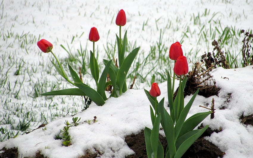 Цветя: Червени лалета Снежно зимно лале за 16. Зимни цветя, Цвете, Цветя HD тапет