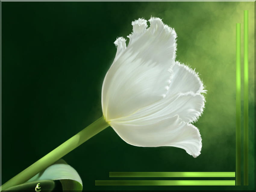 White tulip, tulip, white, flower HD wallpaper