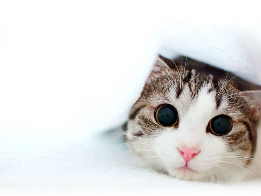 Bayi Kucing Lucu, Anak Kucing Baru Lahir Wallpaper HD