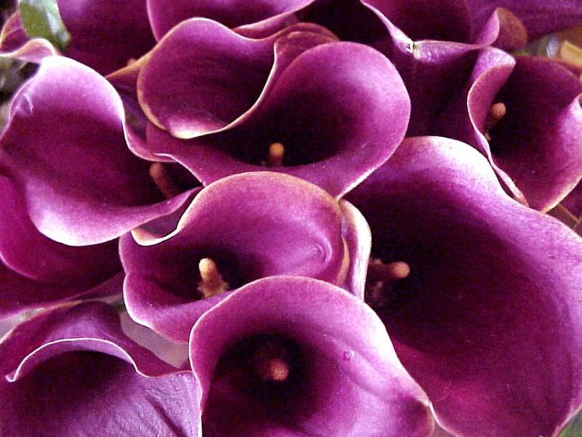 ดอกไม้สีชมพู สีม่วง ช่อดอกไม้ ธรรมชาติ พวง วอลล์เปเปอร์ HD