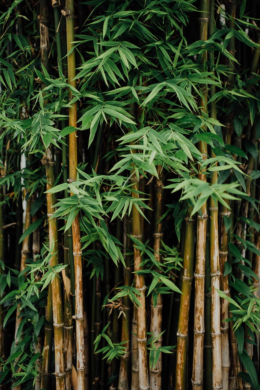 Bamboo . & Stock , Bamboo Phone HD phone wallpaper