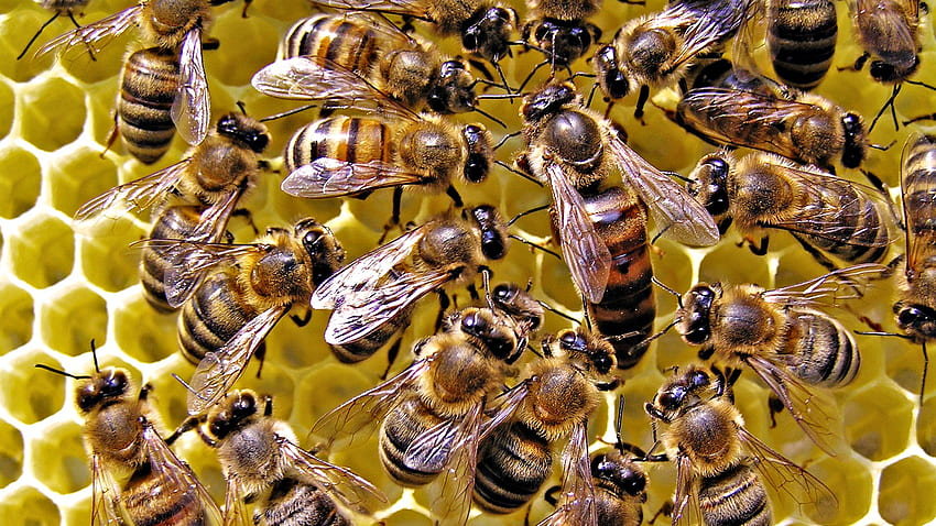 รู้เบื้องต้นเกี่ยวกับการเลี้ยงผึ้งการเลี้ยงผึ้ง วอลล์เปเปอร์ HD