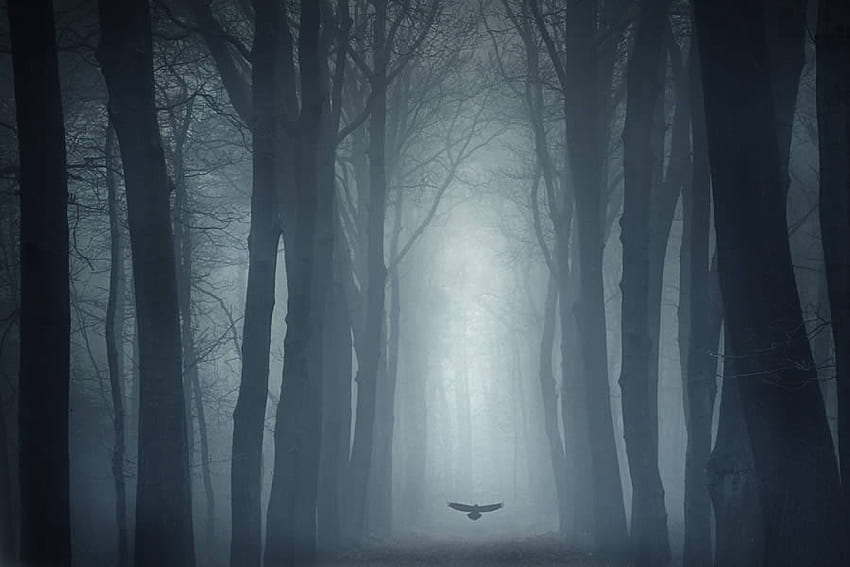 Mystic forest, mystic, gothic, fog, bird, nature, forest, dark HD wallpaper
