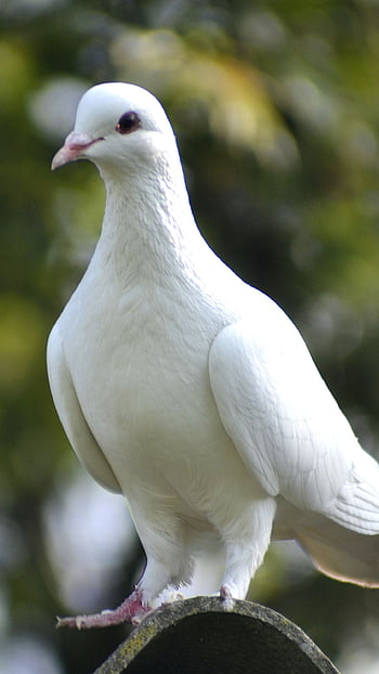 White pigeon HD wallpapers | Pxfuel