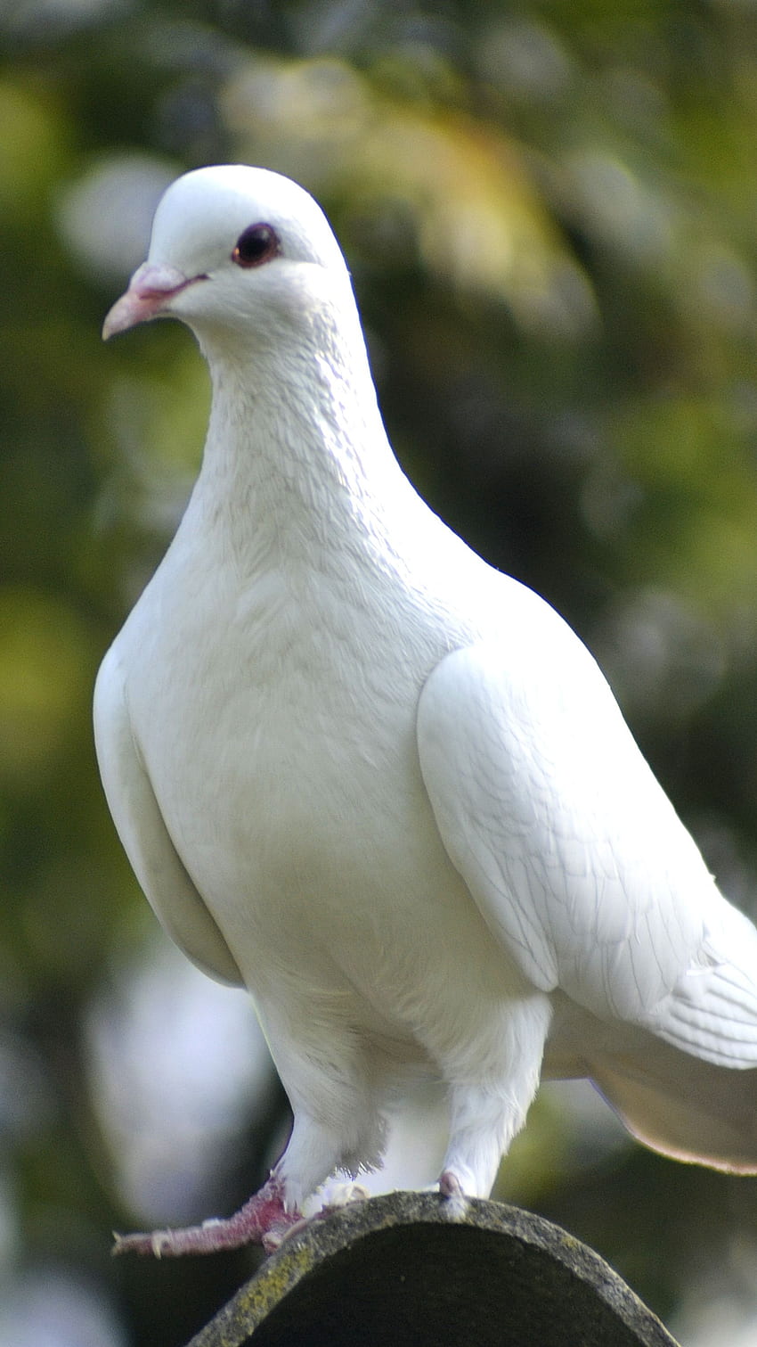 Bird, White Pigeon HD phone wallpaper