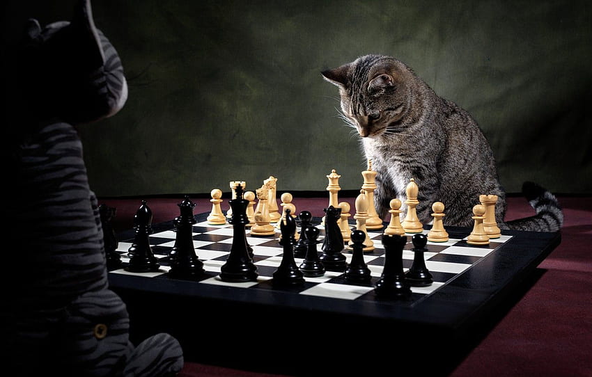 cat, toy, the game, chess, chess player, chess game for , section кошки HD wallpaper