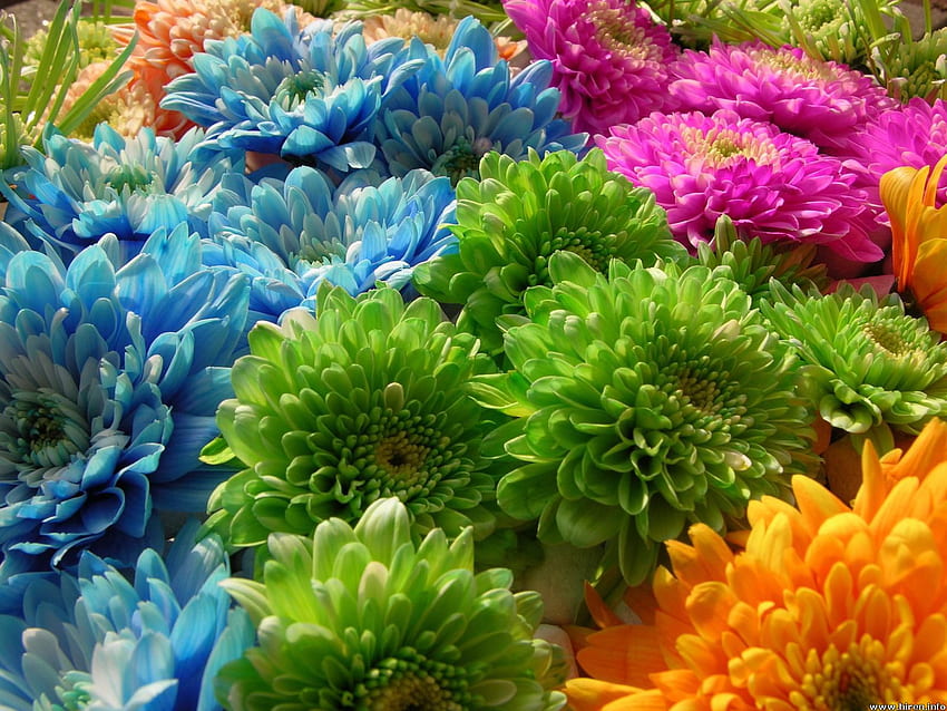 Flower Power, blue, pink, orange, green HD wallpaper