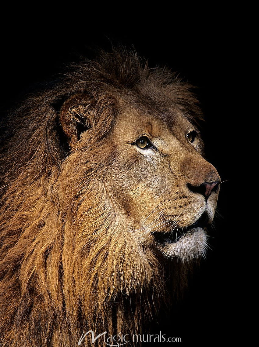 Majestic Lion Wall Mural by. · In stock HD phone wallpaper | Pxfuel