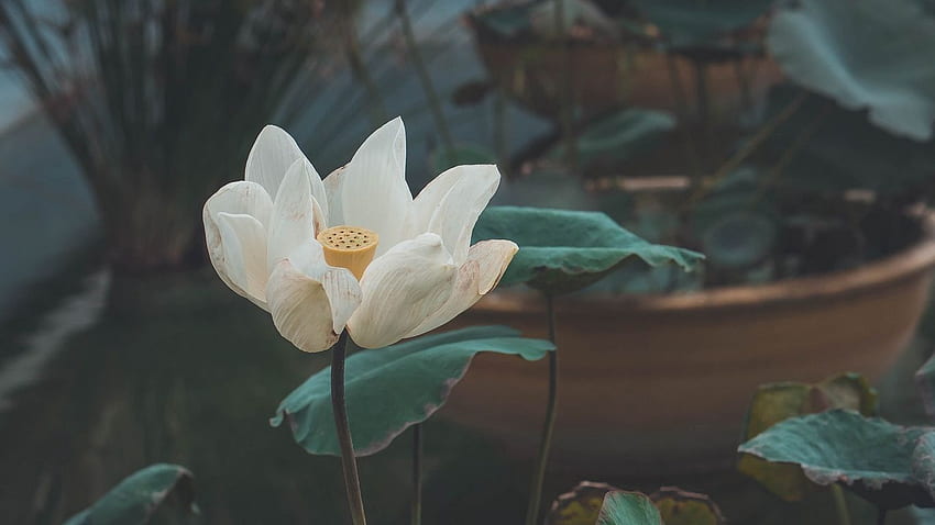 loto, flor, blanco, brote fondo de pantalla
