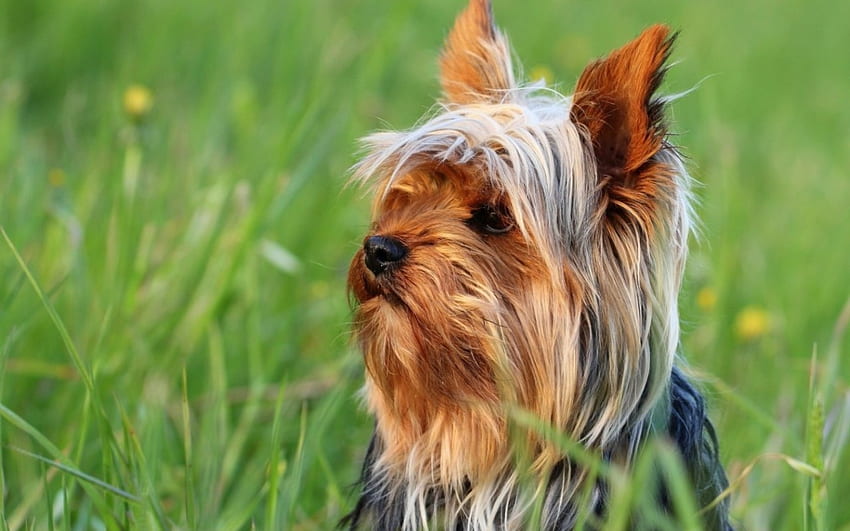 Yorkshire Terrier, Yorkshire, animale, cane, Terrier, amico Sfondo HD