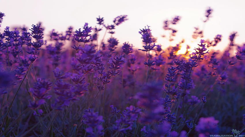 Zachód słońca na lawendzie (1366×768). Purpurowe Kwiaty, Kwiat Tła, Pole, Purpurowy Kwiat Laptopa Tapeta HD