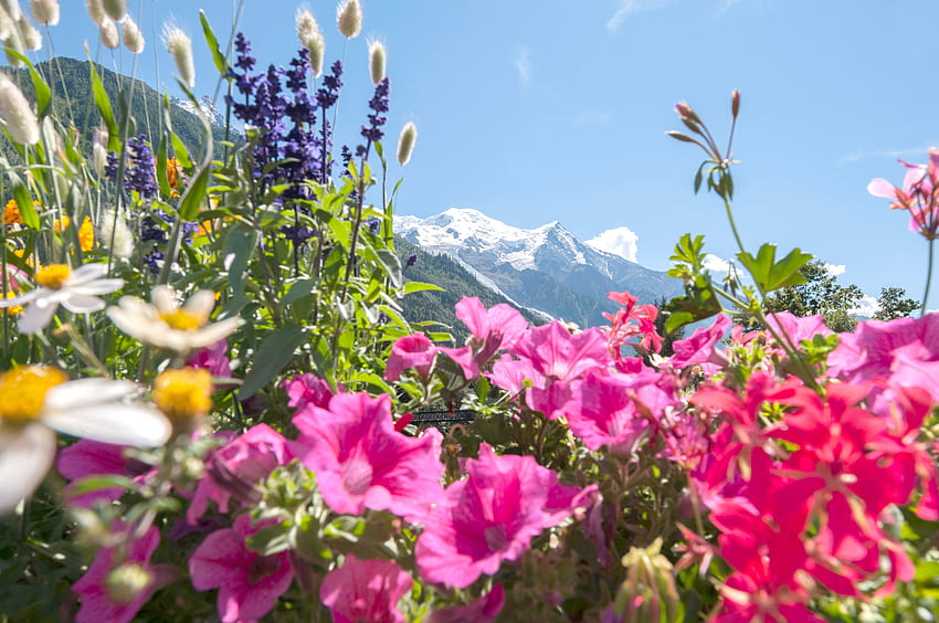 Fiore primaverile da tutto il mondo. Condé Nast Traveller, Fiori di montagna primaverili Sfondo HD