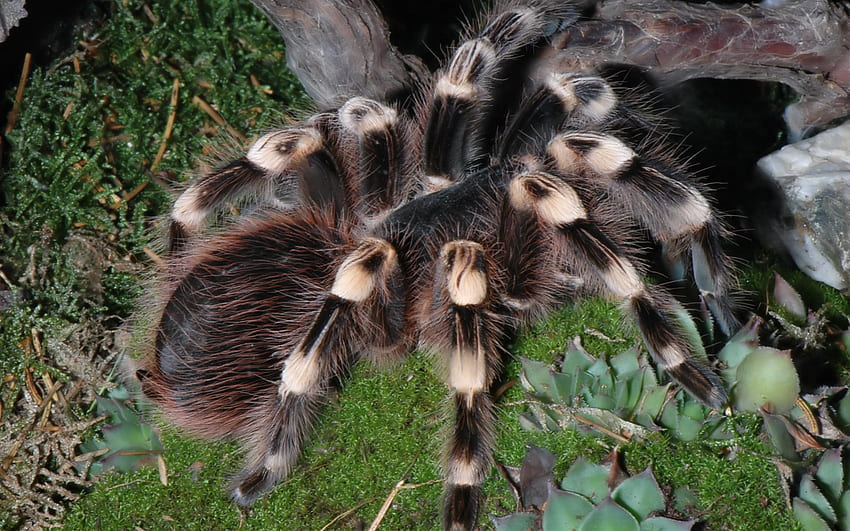 Tarantula, hairy, venom, spider, arachnid, legs HD wallpaper