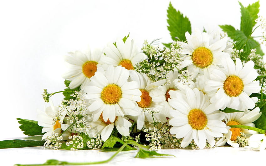 Flowers, Summer, Camomile, Greens, Bouquet, Mood HD wallpaper