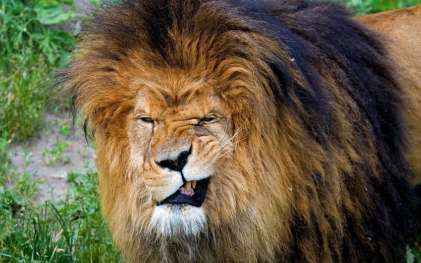 Animals, Aggression, Grin, Muzzle, Lion, Predator, Big Cat, Mane, King Of Beasts, King Of The Beasts HD wallpaper