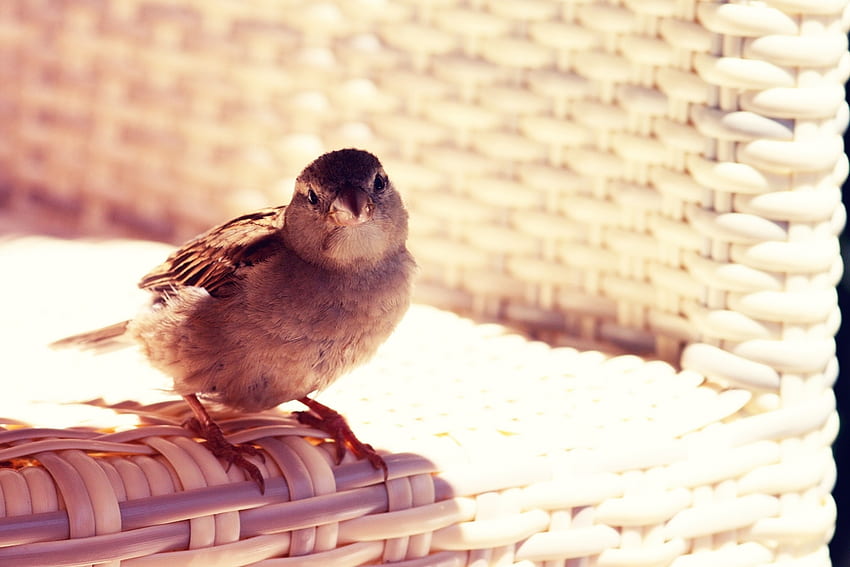 cute little bird, sparrow, bird, cute, rattan chear, little HD wallpaper