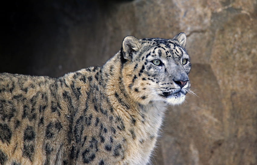 Zwierzęta, Snow Leopard, Pysk, Predator, Irbis Tapeta HD