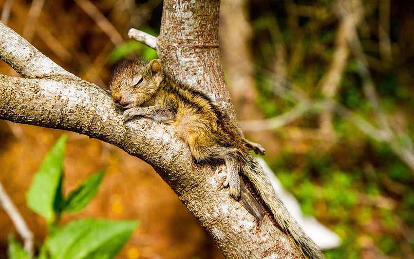 The Baby Squirrel Takes A Nap HD wallpaper