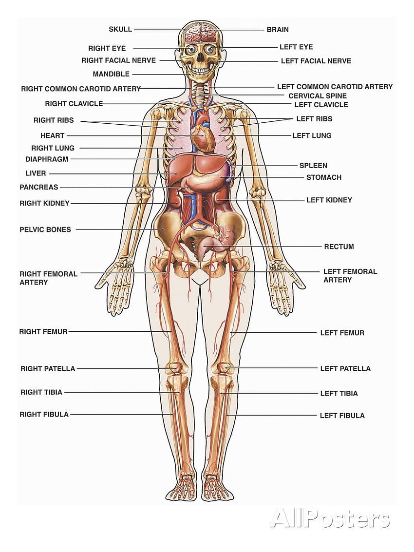 Anatomi ve Fizyoloji HD telefon duvar kağıdı
