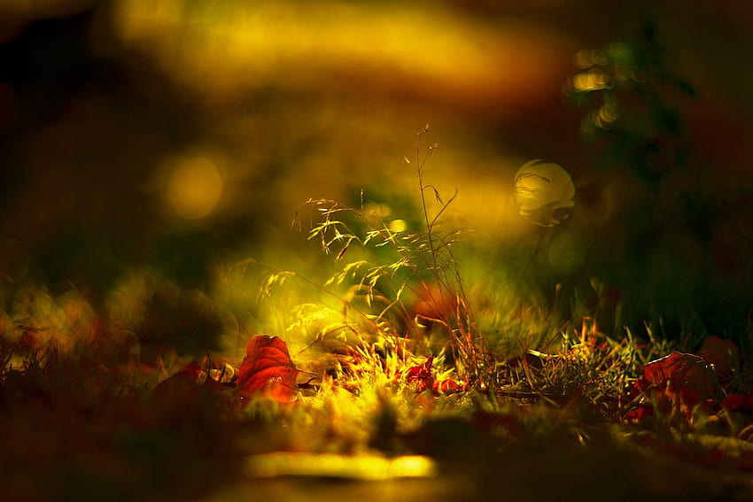 Grass, Autumn, Macro, Shine, Light, Shadow HD wallpaper