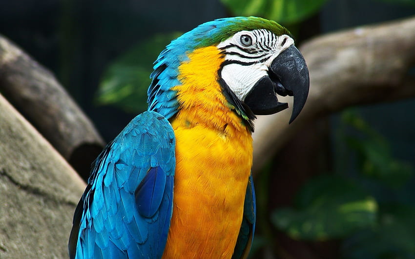 Tiere, Vögel, Papageien HD-Hintergrundbild