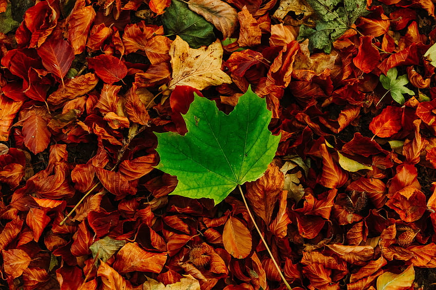 Natura, autunno, foglie, acero, caduto, contrasto Sfondo HD