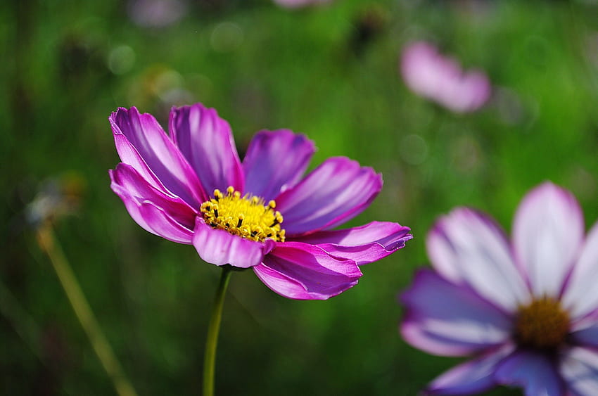 ดอกไม้สีชมพู โบเก้ กราฟฟิตี สวย ความงาม ระยะใกล้ ดอกเดซี่ ชมพู พริตตี้ เดซี่ สีเขียว ธรรมชาติ ดอกไม้ น่ารัก มาโคร วอลล์เปเปอร์ HD