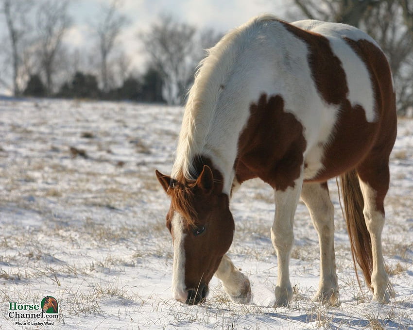 Winter Equine Screensaver and, Winter Horse HD wallpaper