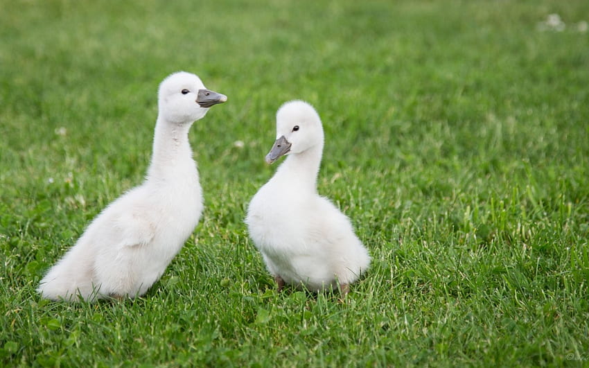 Swan babies, sweet, white, bird, green, baby, cute, swan, grass HD wallpaper
