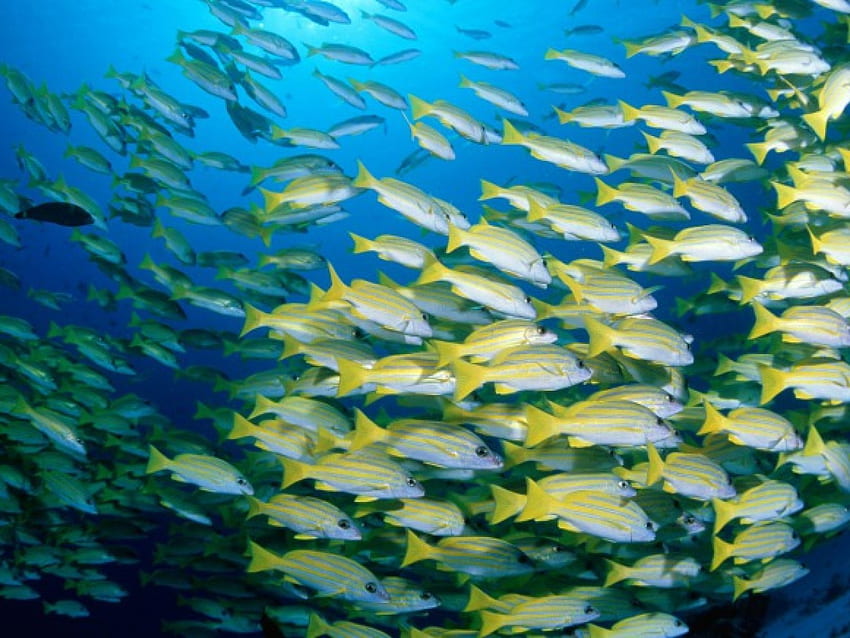 sea perch, fish colony, blue banded, sea perch clan HD wallpaper