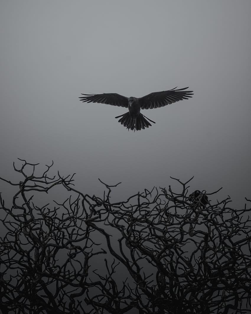 Animals, Bird, Branches, Bw, Chb, Crow, Fly, To Fly HD phone wallpaper