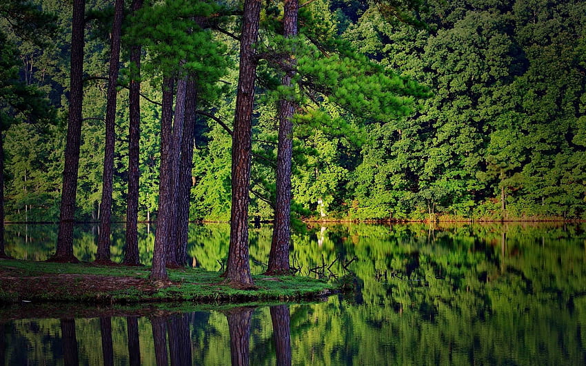 Summer Trees Forest Lake Reflection Spruce Landscape Nature HD ...
