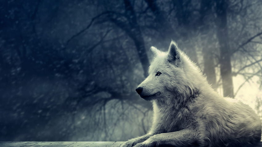 Wolf, Cute Drawn Wolf HD wallpaper